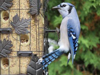 Closeup of a blue jay at the feeder