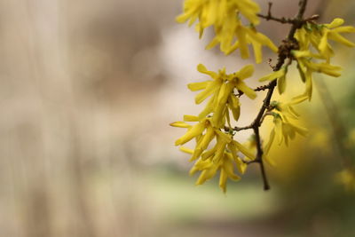 Close-up of yellow flowering plant