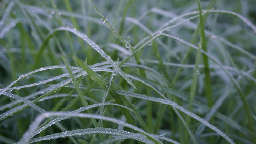 Close-up of water drops on grass