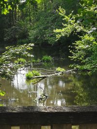 Scenic view of lake in forest