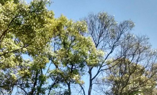 Low angle view of trees against sky