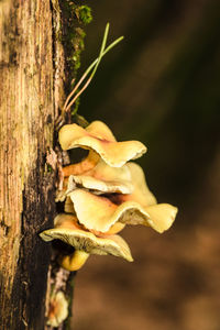 Close-up of flowers growing on tree trunk