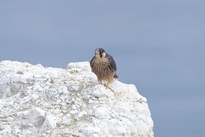 A juvenile peregrine falcon on a cliff edge