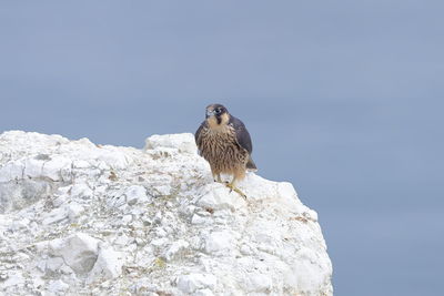 Low angle view of seagull on rock against clear sky