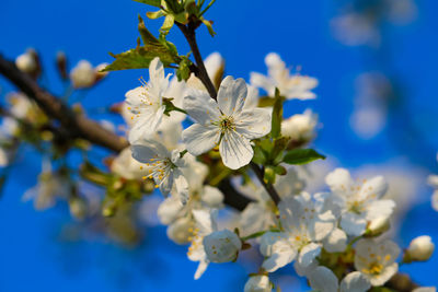 Close-up of white cherry blossoms against blue sky