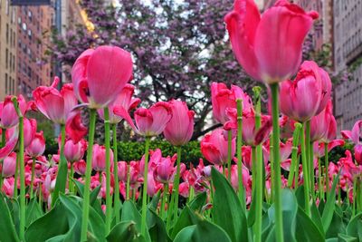 Pink flowers blooming in park