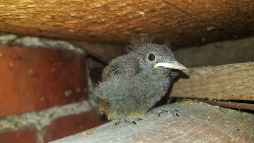 Close-up of bird perching on wood