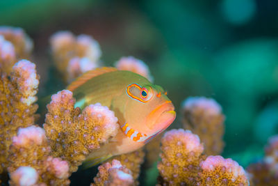 Close-up of fish swimming in sea