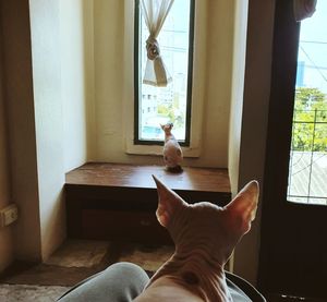 Midsection of a cat looking through window at home