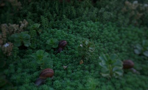 Close-up of fresh green plants