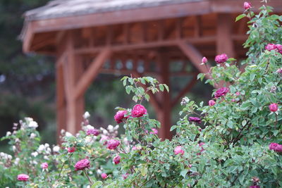 Close-up of pink flowers