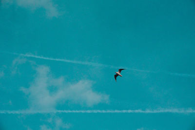 Low angle view of bird flying in blue sky
