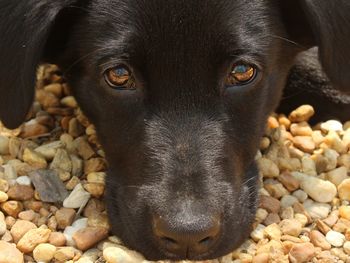 Close-up portrait of black dog on pebbles