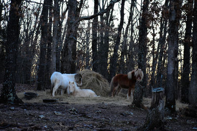 Horses in the forest