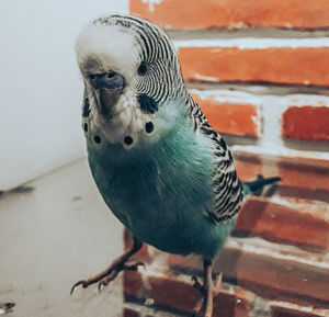 Close-up of parrot perching on wall