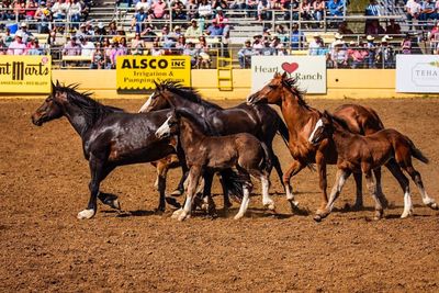 Horses running on street