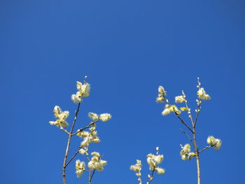 Low angle view of flowers against blue sky