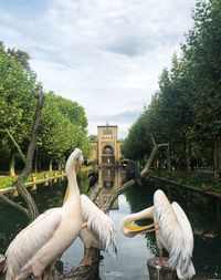 Swans in lake against sky