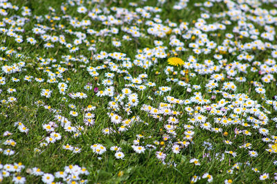 White flowering plants on field