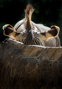 Zebra feeding