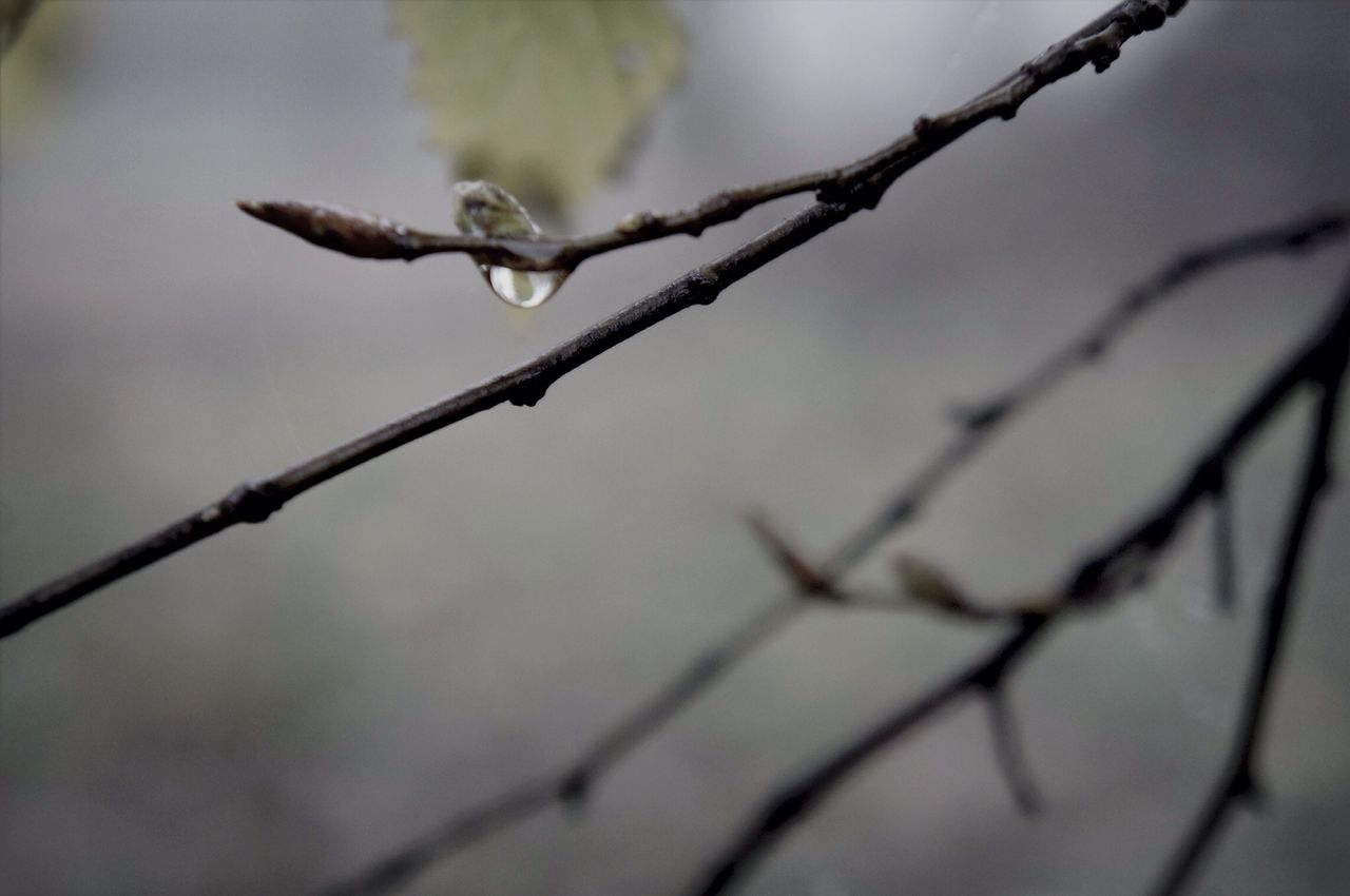 focus on foreground, twig, close-up, branch, selective focus, stem, nature, growth, plant, leaf, outdoors, day, no people, beauty in nature, tranquility, fragility, dry, season, drop, water