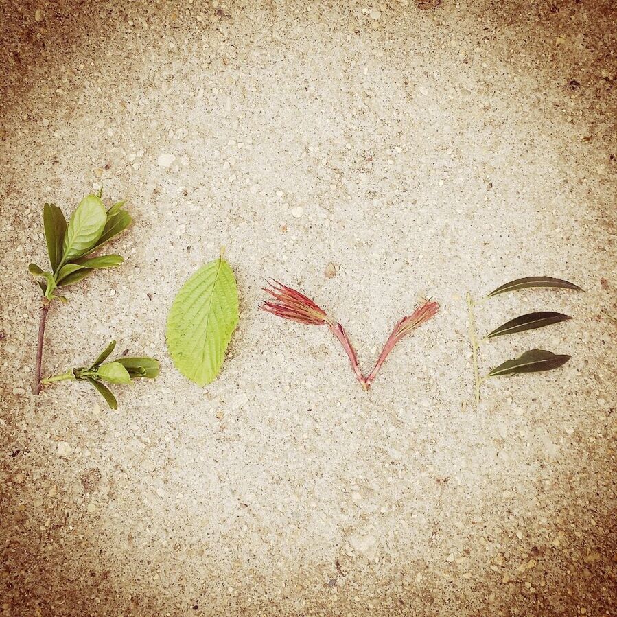 leaf, high angle view, sand, close-up, plant, green color, nature, day, ground, textured, growth, no people, wall - building feature, outdoors, beach, sunlight, wall, directly above, green, dirt