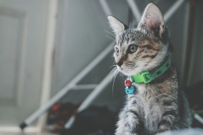 Close-up of a cat looking away