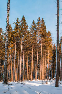 Pine trees on snow covered landscape against sky