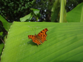 Close-up of butterfly on leaf