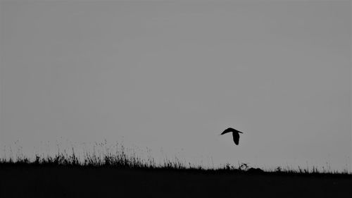 Silhouette bird flying over the field