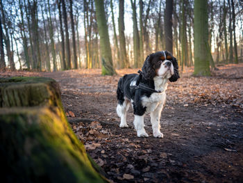 Full length of dog in forest