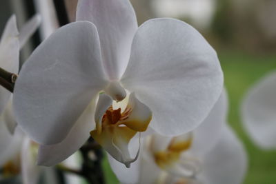 Close-up of white orchid