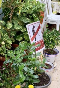 High angle view of potted plants for sale