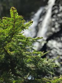 Close-up of moss on branch