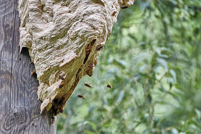 Low angle view of a tree trunk