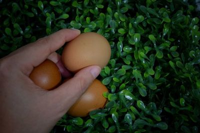 Cropped image of hand holding apple