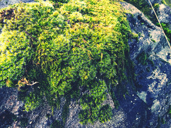 High angle view of trees growing in forest