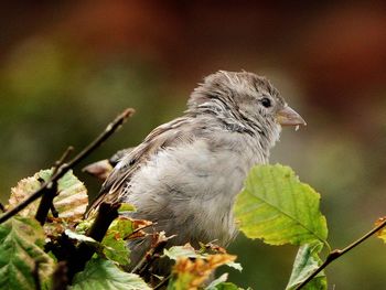 Close-up of bird perching on plant