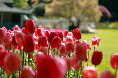 Close-up of red tulips in park