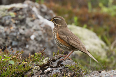 Close-up of bird perching on rock