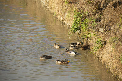 Ducks swimming in lake