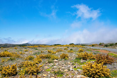 Scenic view of landscape against blue sky