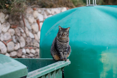 Stray cats sitting watchful on trash bin in city street