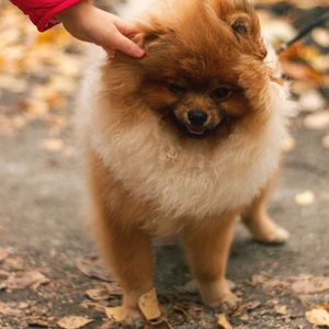 Full length of dog standing on field