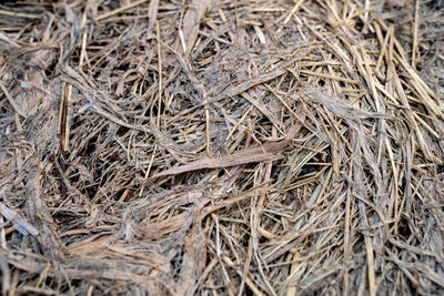 Full frame shot of dried plant