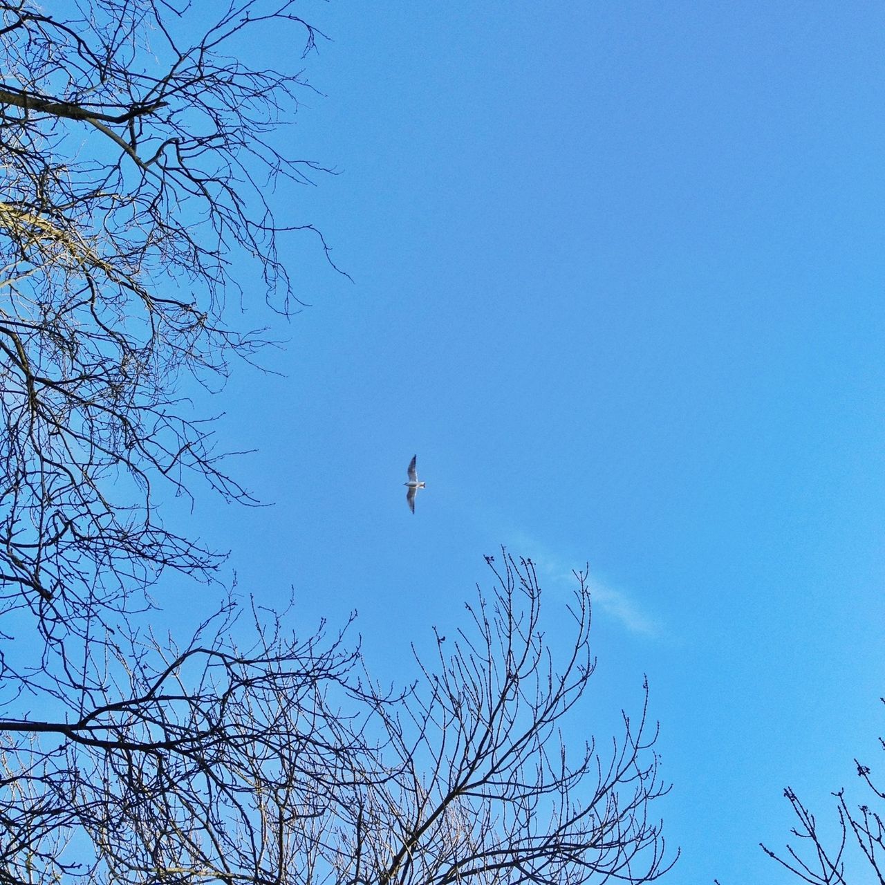 low angle view, bird, animals in the wild, animal themes, wildlife, clear sky, bare tree, branch, tree, flying, one animal, perching, blue, silhouette, nature, sky, outdoors, spread wings, copy space, day