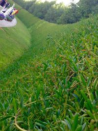 Scenic view of agricultural field