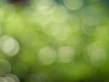 Defocused image of green plant