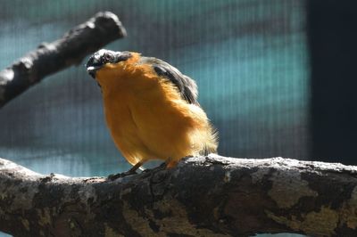 Close-up of bird perching on branch