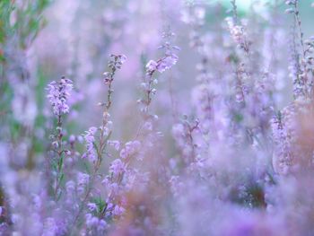 Close-up of purple flowering plants
